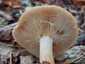 Sárgulótejű tejelőgomba (Lactarius chrysorrheus), Őrség